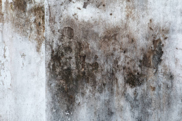 Best Mold Damage Restoration  in Eastern Goleta Valley, CA