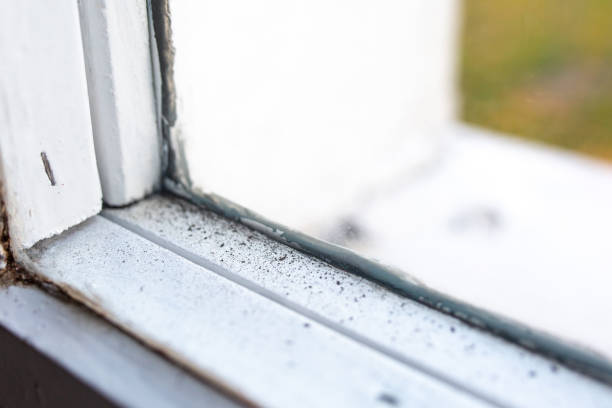 Eastern Goleta Valley, CA Mold Removal Company
