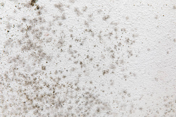 Best Residential Mold Inspection & Testing  in Eastern Goleta Valley, CA