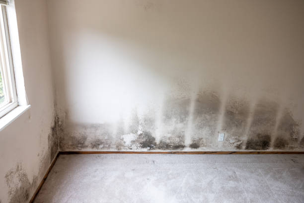 Best Mold Documentation for Insurance Claims  in Eastern Goleta Valley, CA