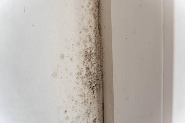 Best Biohazard Mold Removal  in Eastern Goleta Valley, CA